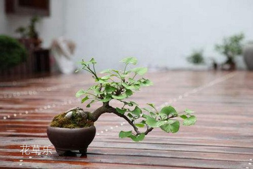 野生牛肝菌久久国产亚洲高清观着，大自然的珍馐，森林中的美食瑰宝