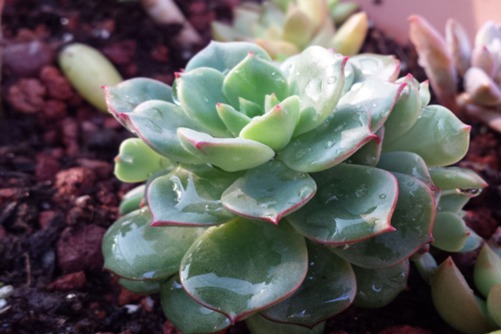 山药归经高请无码一区aaa片毛片，探索自然的养生密码与药膳食疗之道