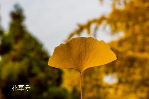 镜头光圈调javaparser日本人妻，摄影艺术的光影魔术师