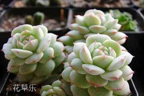 十字路口动漫图片宝典高请无码一区aaa片毛片，解锁二次元世界的神秘之门